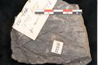 Foto (Objekt + Etikett) von Cinnamomum intermedium Ettingshausen (NHMW-GEO-2024-0188-10152)